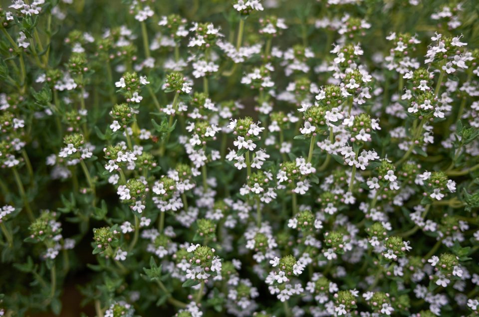 It’s Thyme Time! 15 Types Of Thyme To Spruce Up Your Garden