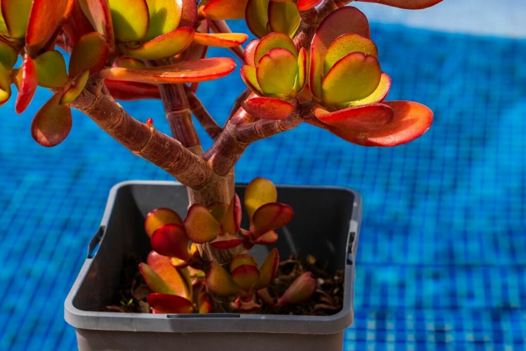 Crassula Ovata Crosby Red Variegata