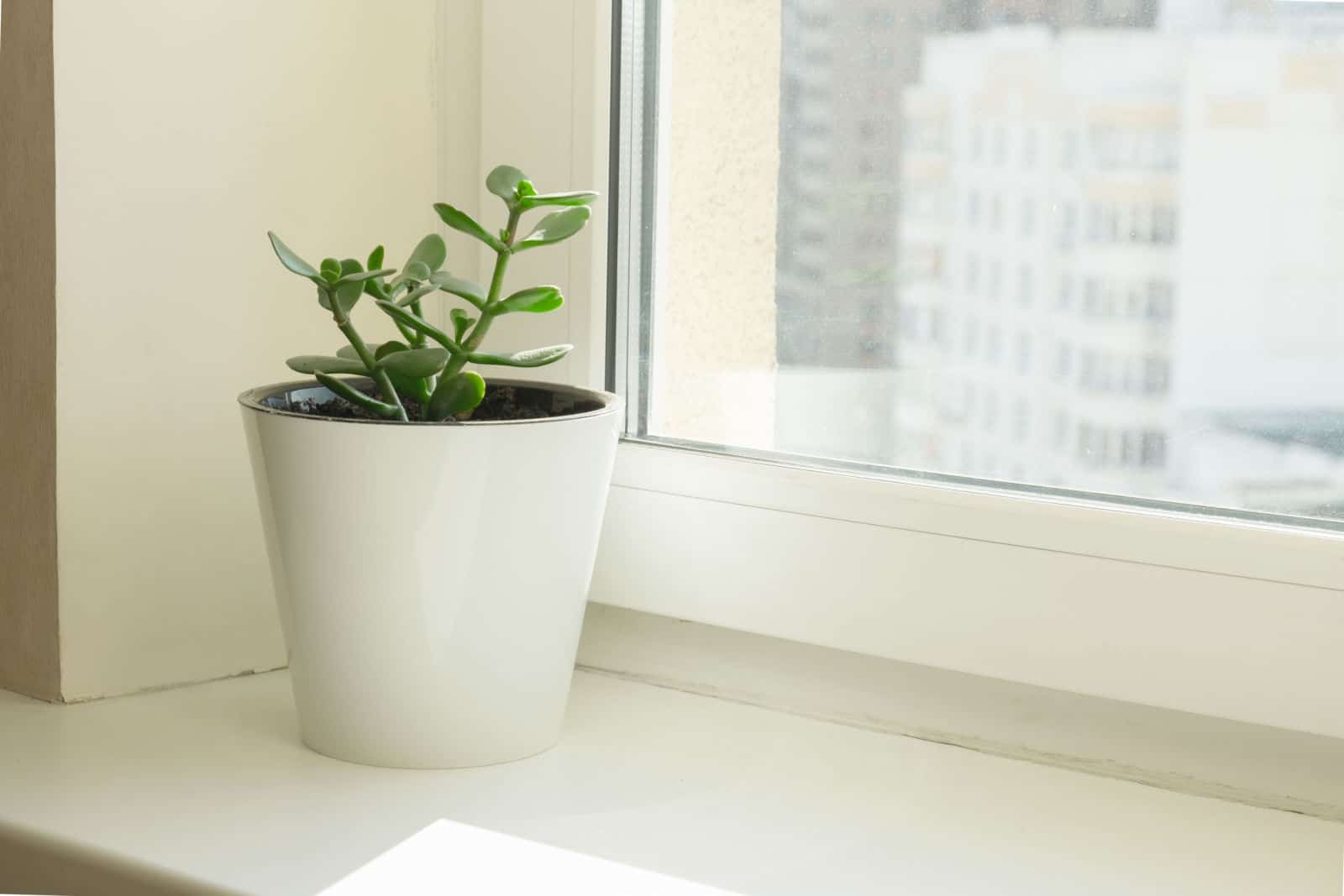 Crassula in a white flower pot stands on a windowsill.