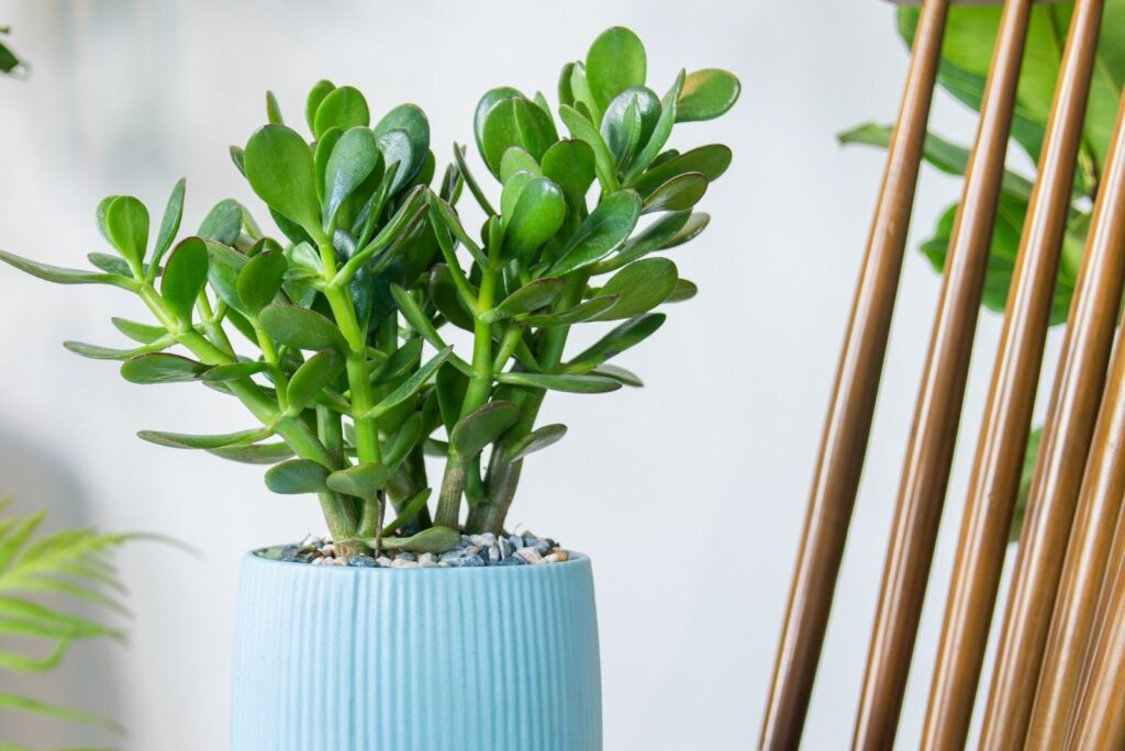 Crassula ovata in blue sakiya