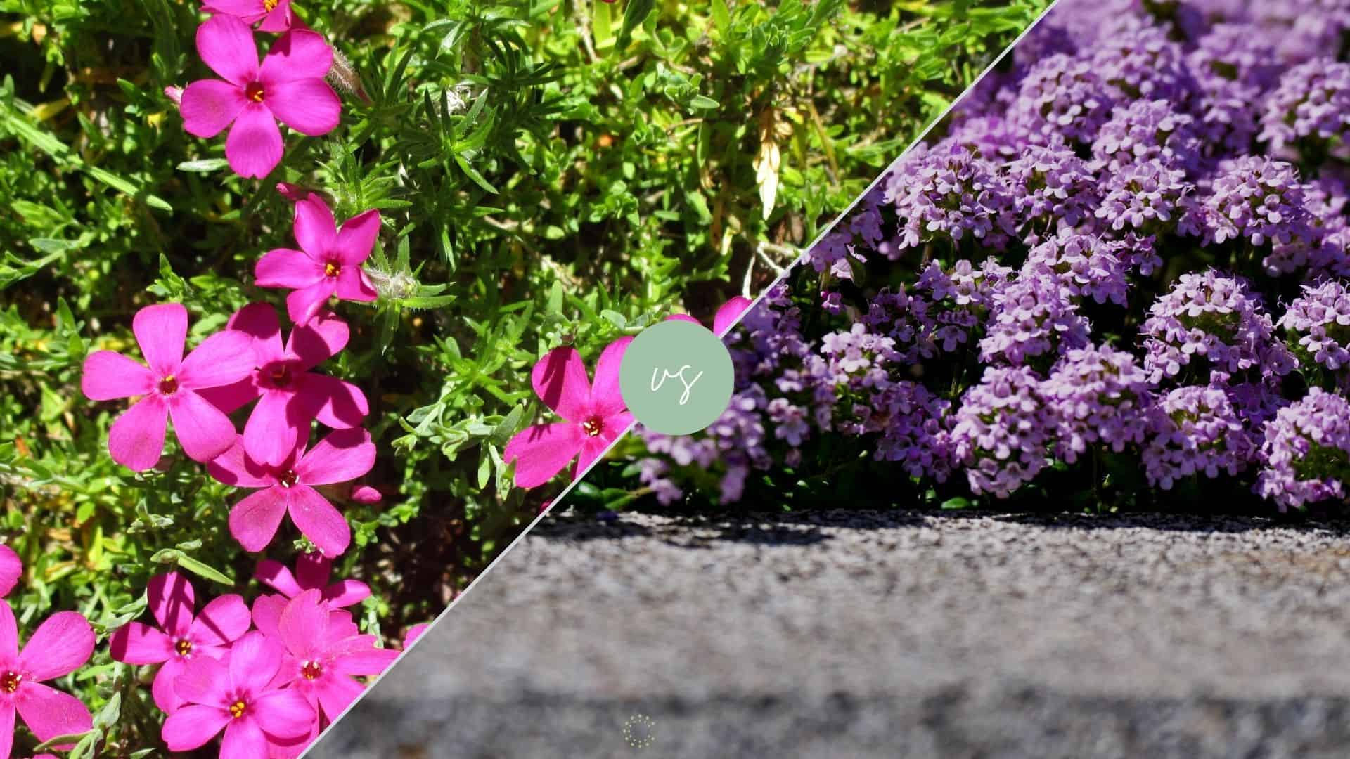 Creeping Phlox vs Creeping Thyme: What Is Better Ground Cover?