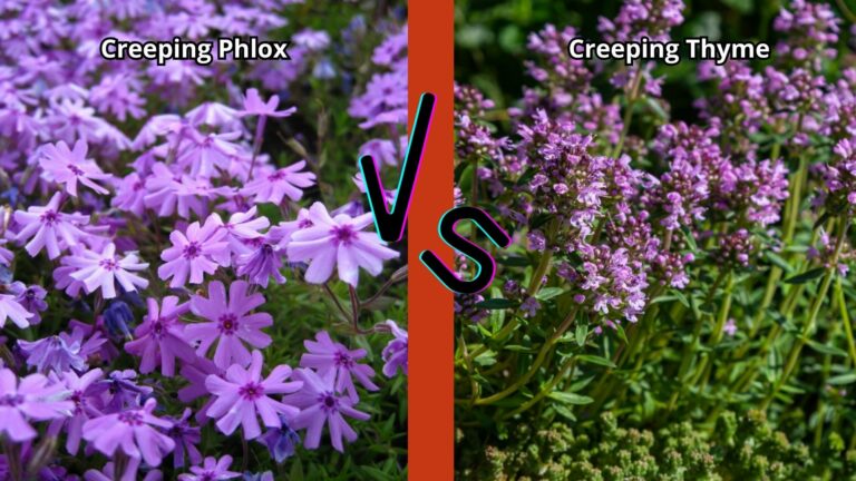 Creeping Phlox vs Creeping Thyme