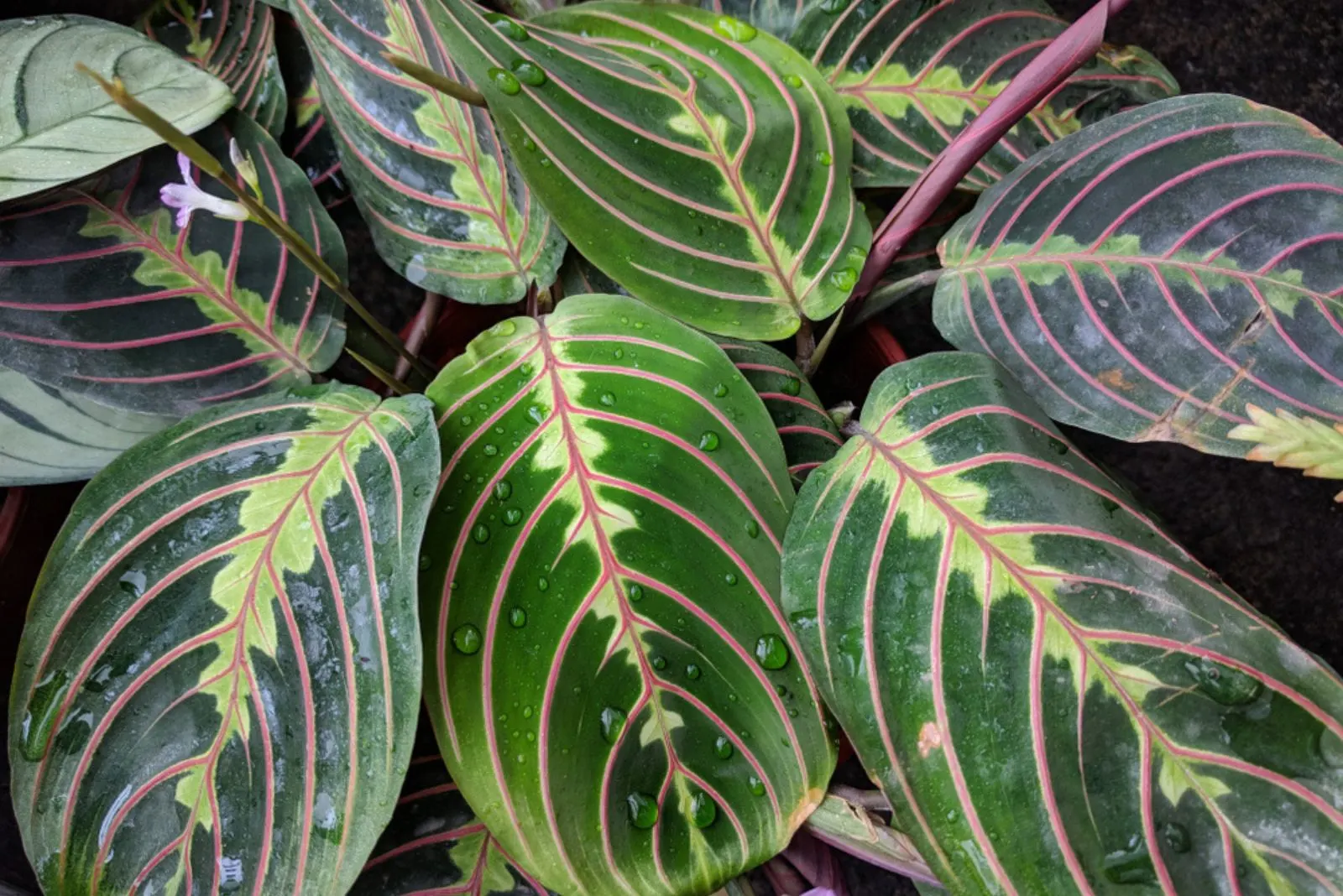 Deep green leaves with pink venation Prayer plant