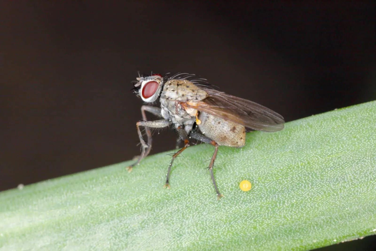 Delia antiqua, commonly known as the onion fly, is a cosmopolitan pest of crops