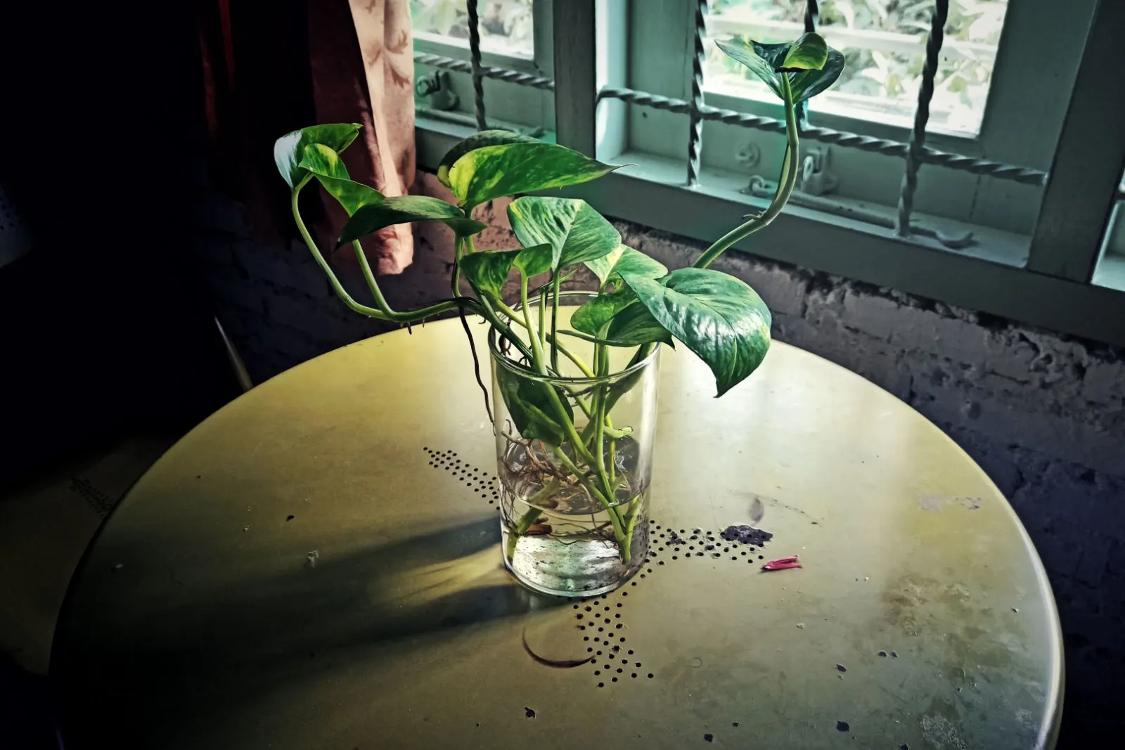 Devil's ivy plant or epipremnum aurum grow on a glasses pot with water.