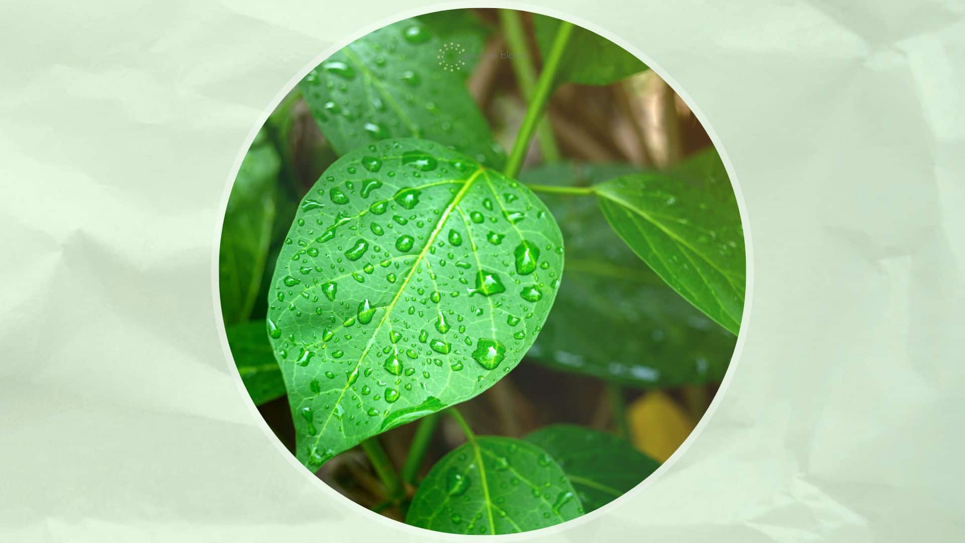 plant leaf with water drops