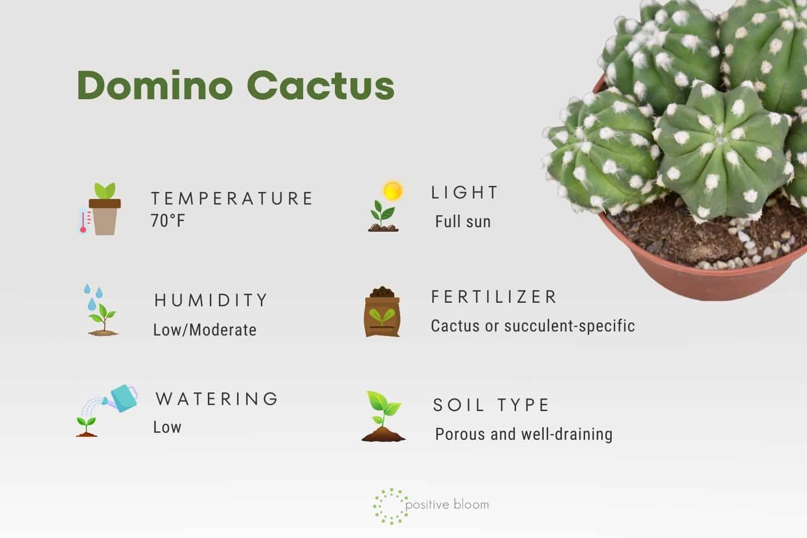 Domino Cactus facts