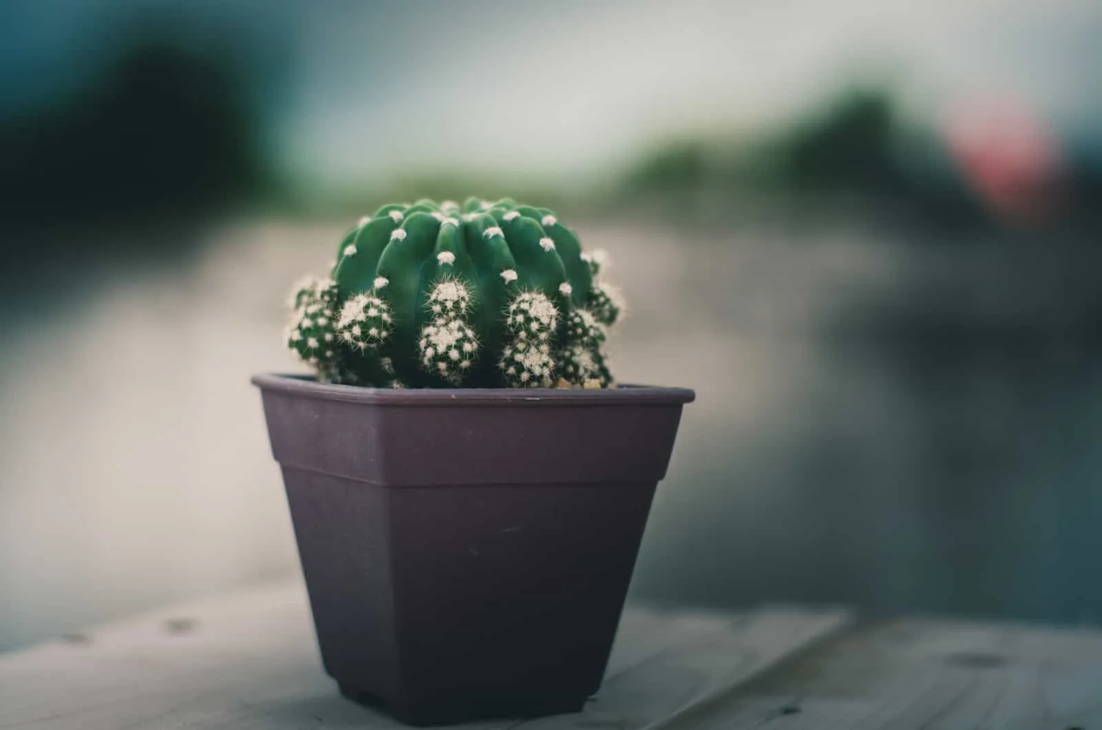 Domino Cactus in pot sitting on table