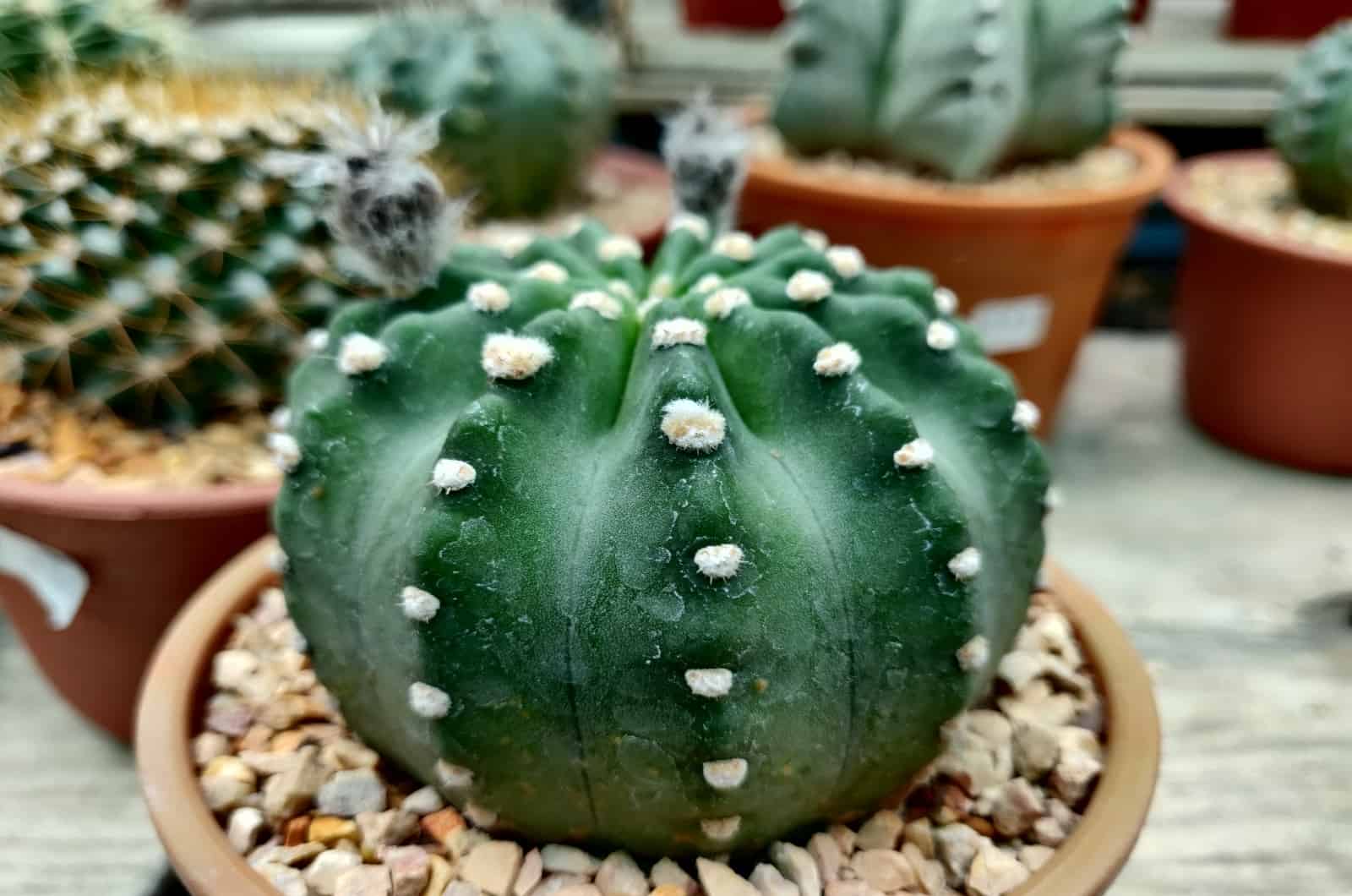 Domino Cactus in pot