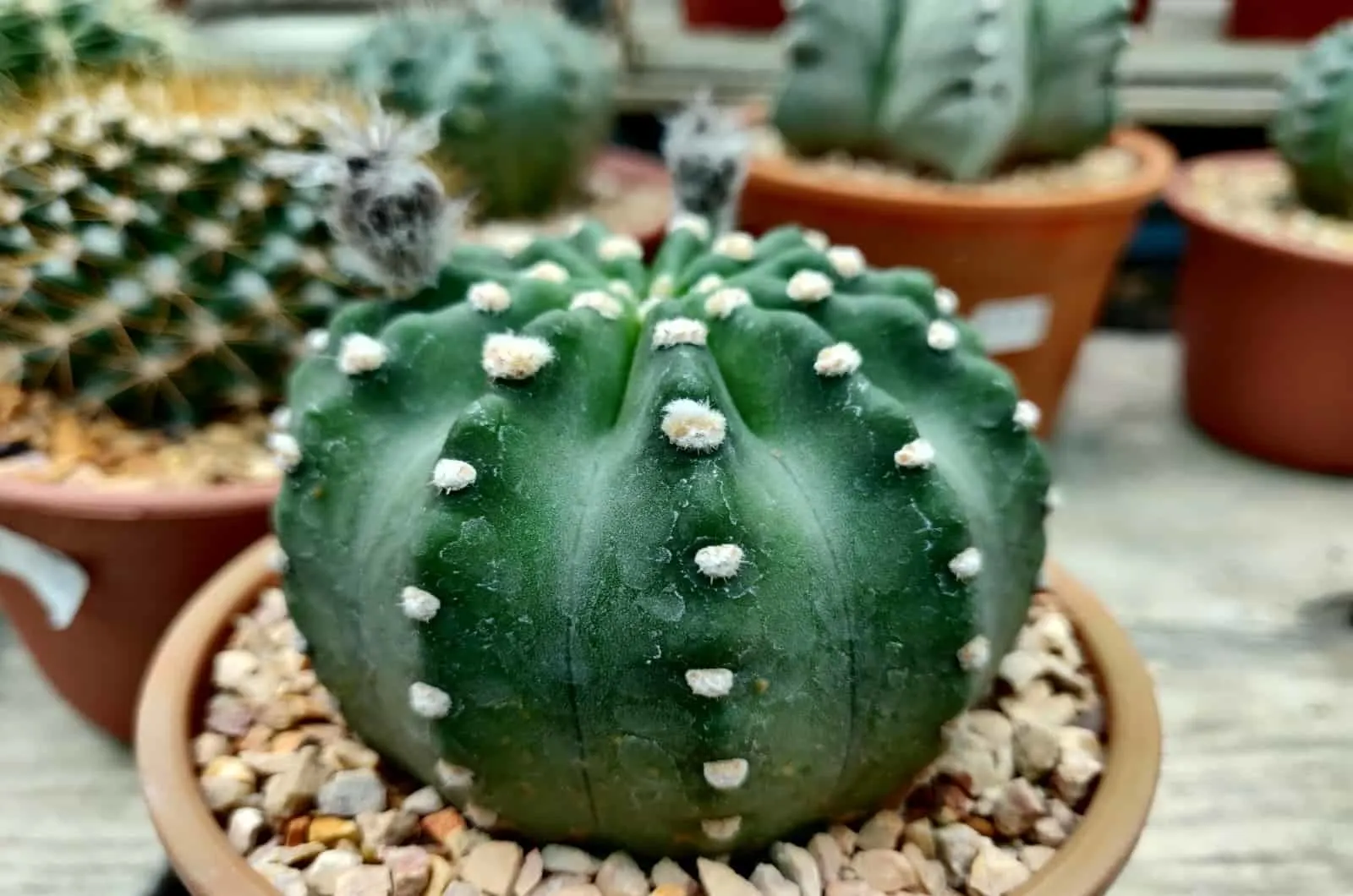 Domino Cactus in pot