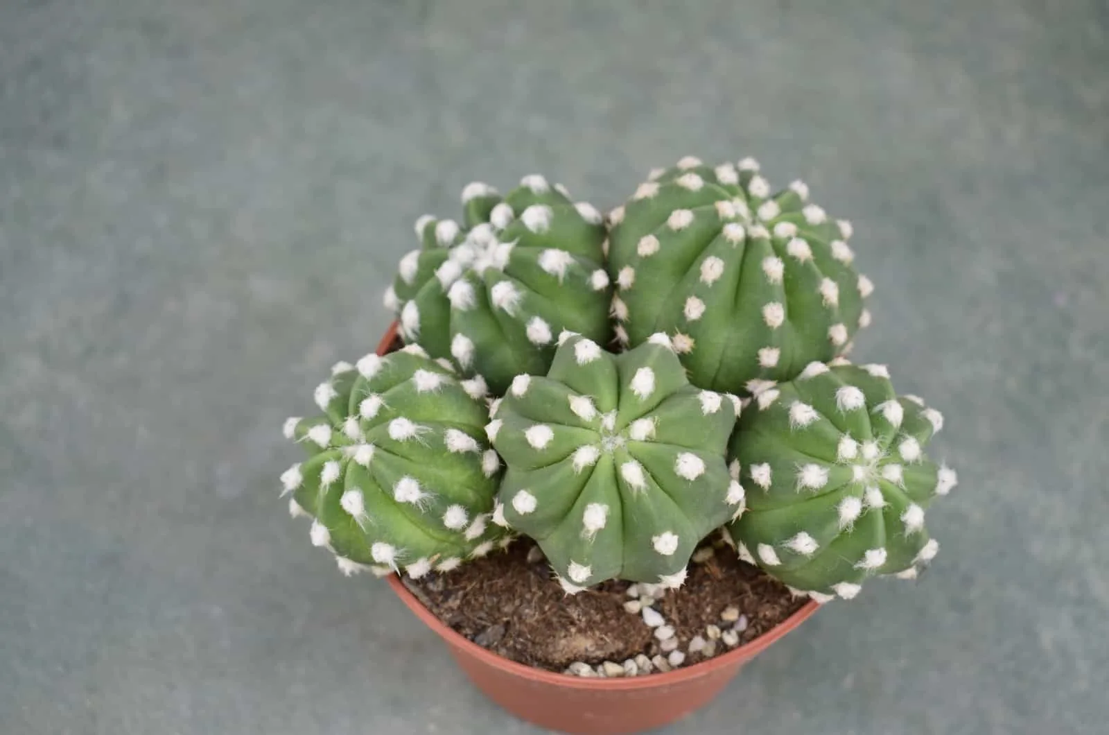 Domino Cactus sitting on table