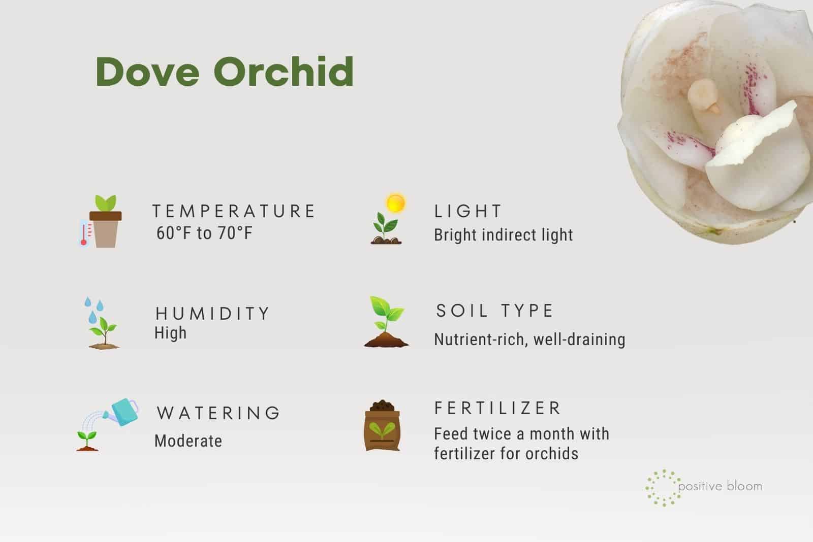 Dove Orchid facts