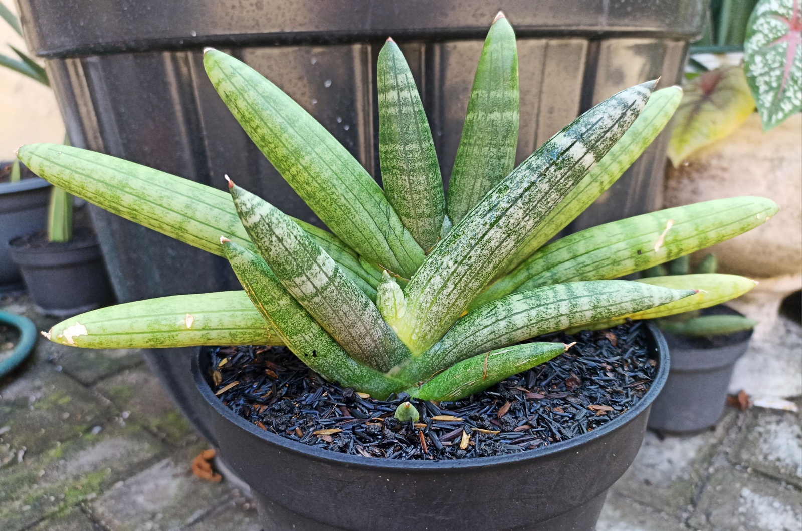 Dracaena Canaliculata