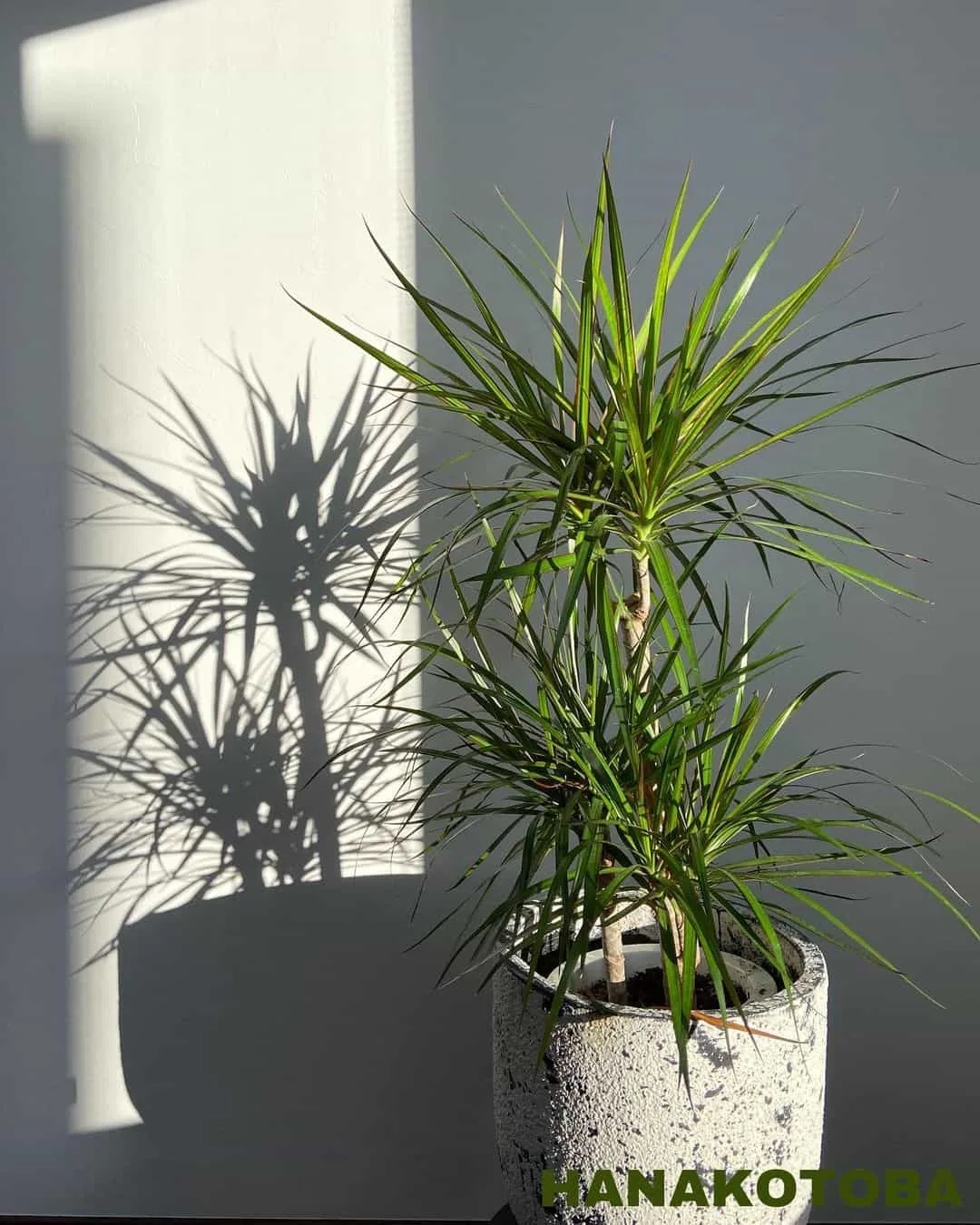 Dracaena Concinna