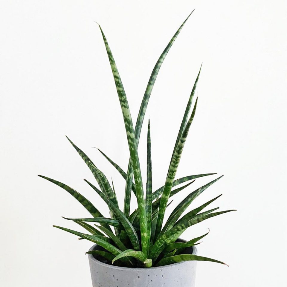 37 Breathtaking Snake Plant Varieties + Growing Tips