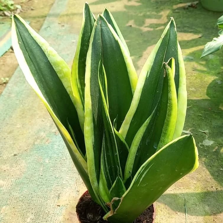 Dracaena Trifasciata ‘Black Jack’