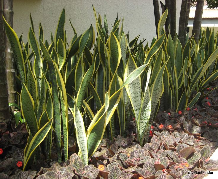 Dracaena Trifasciata ‘Laurentii Black Limon’