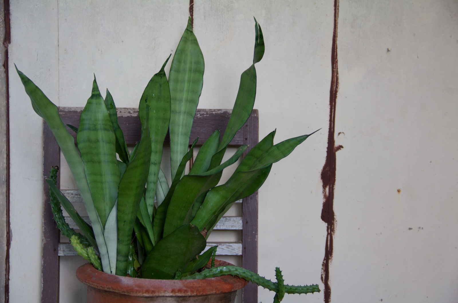 Dracaena Trifasciata ‘Silver Queen’