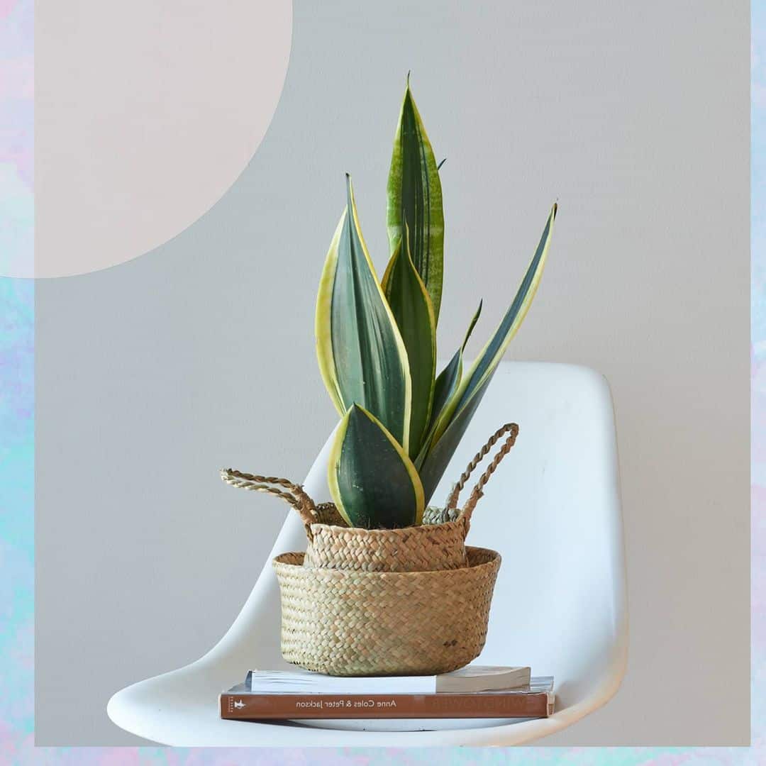Dracaena Trifasciata ‘Black Gold’