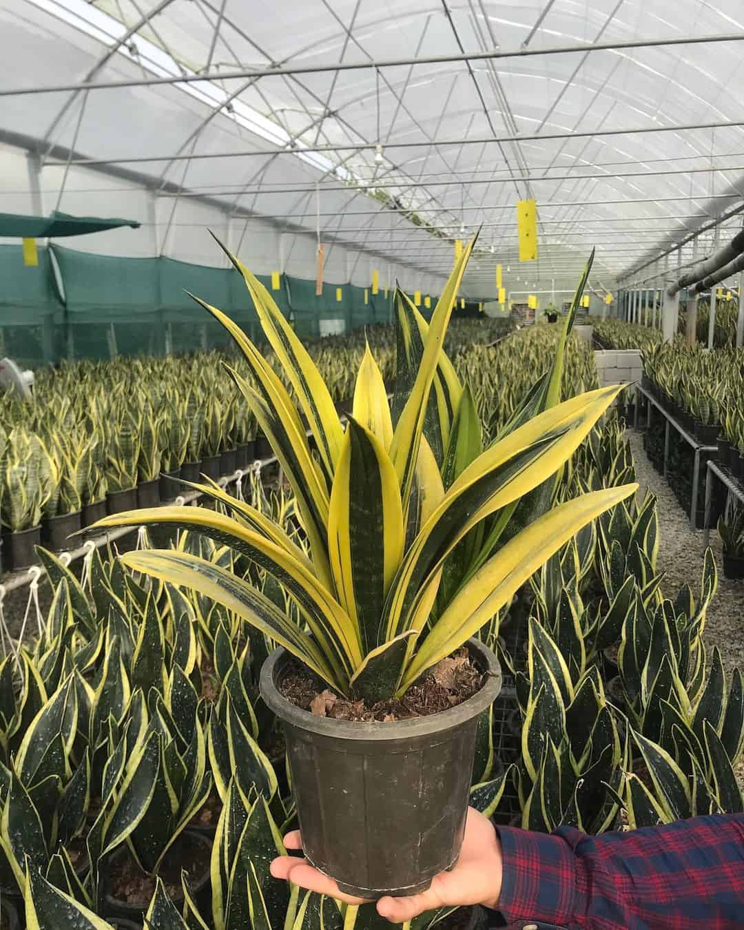 Dracaena Trifasciata ‘Golden Flame’