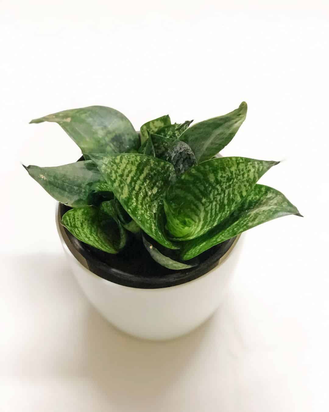 Dracaena Trifasciata ‘Hahnii’