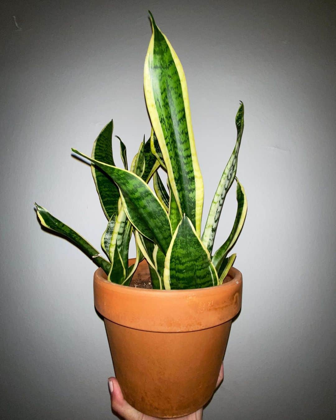 Dracaena Trifasciata ‘Laurentii’