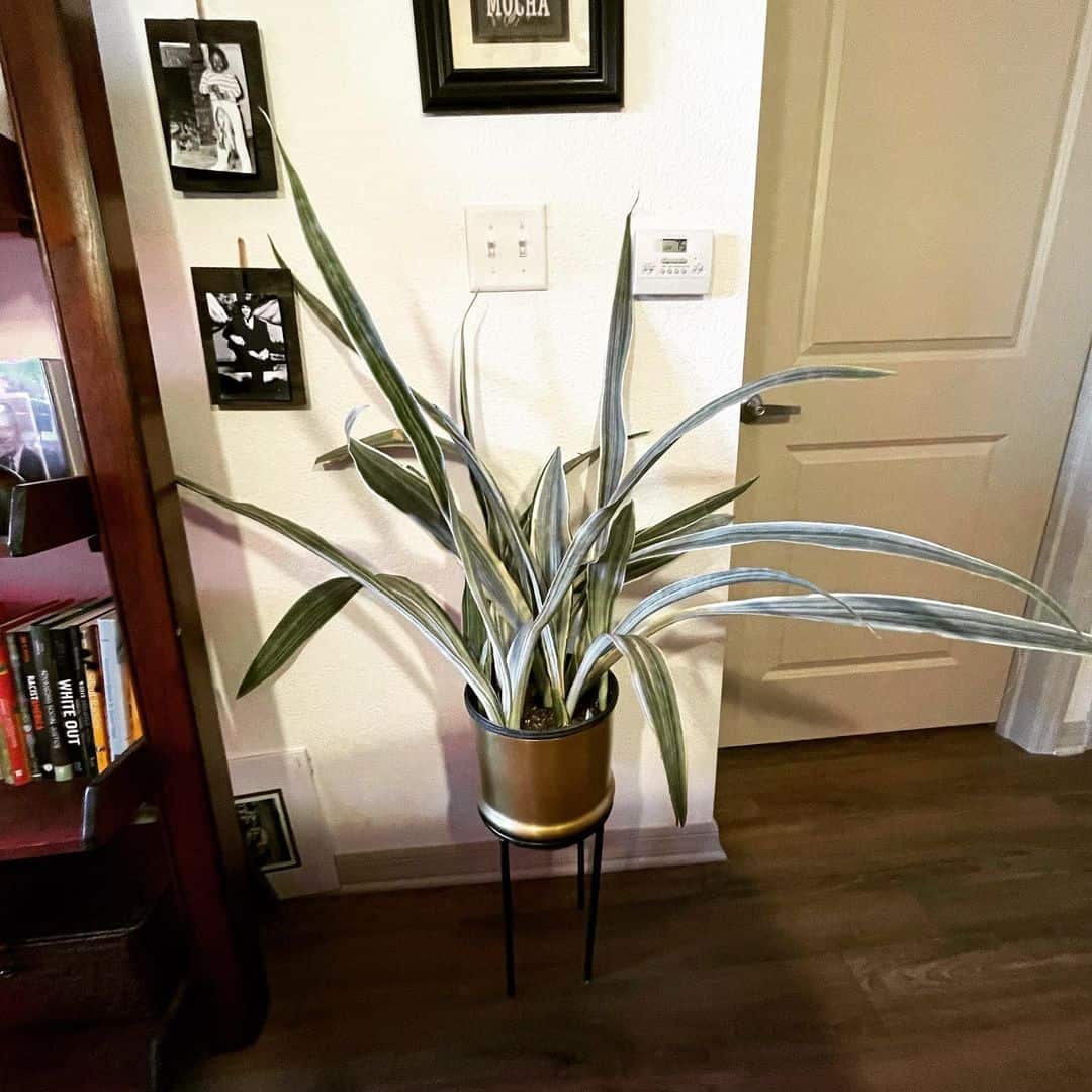 Dracaena Trifasciata ‘Metallica’