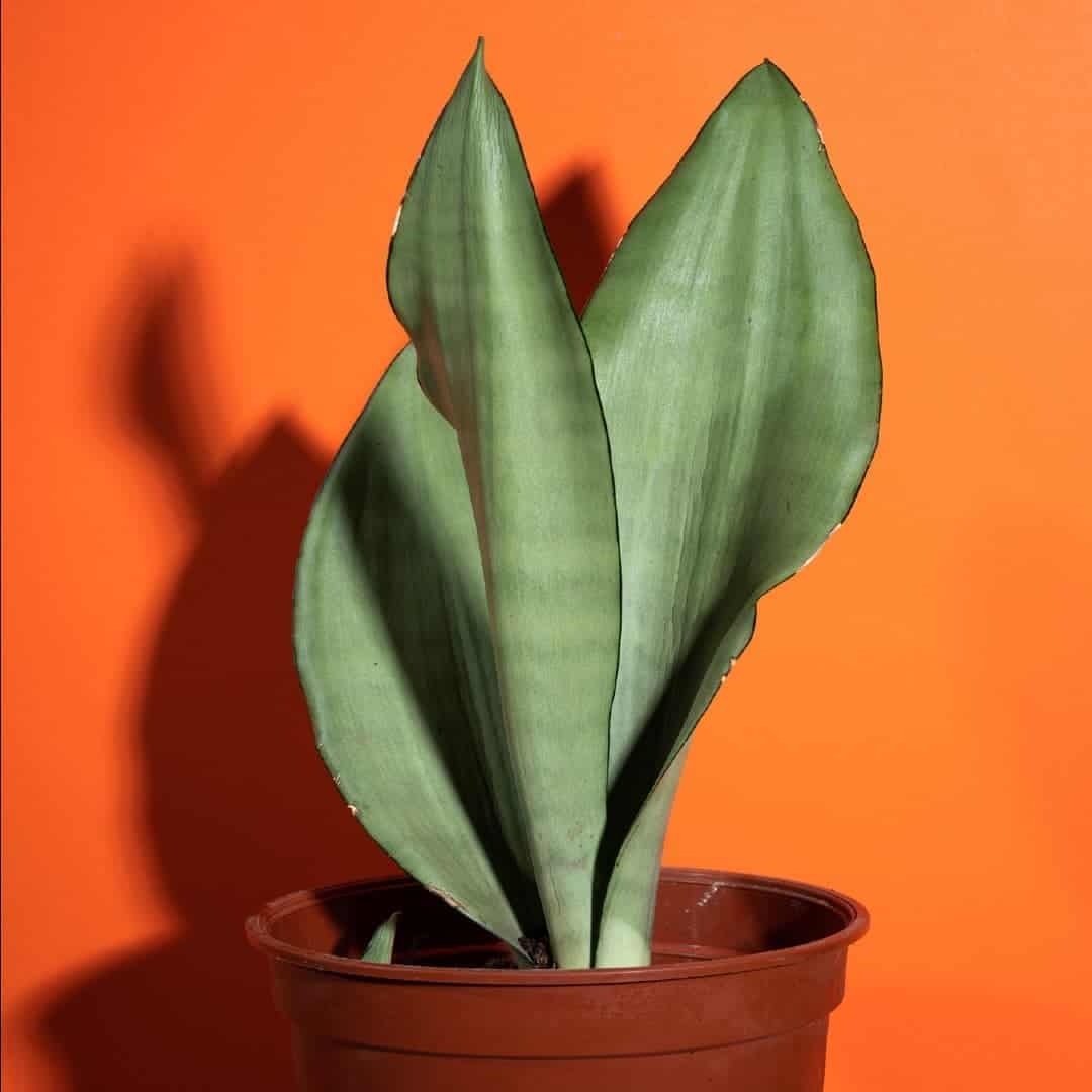 Dracaena Trifasciata ‘Moonshine’