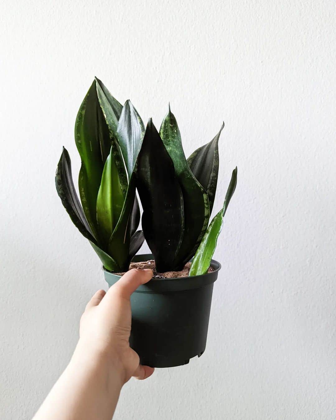 Dracaena Trifasciata ‘Whitney’