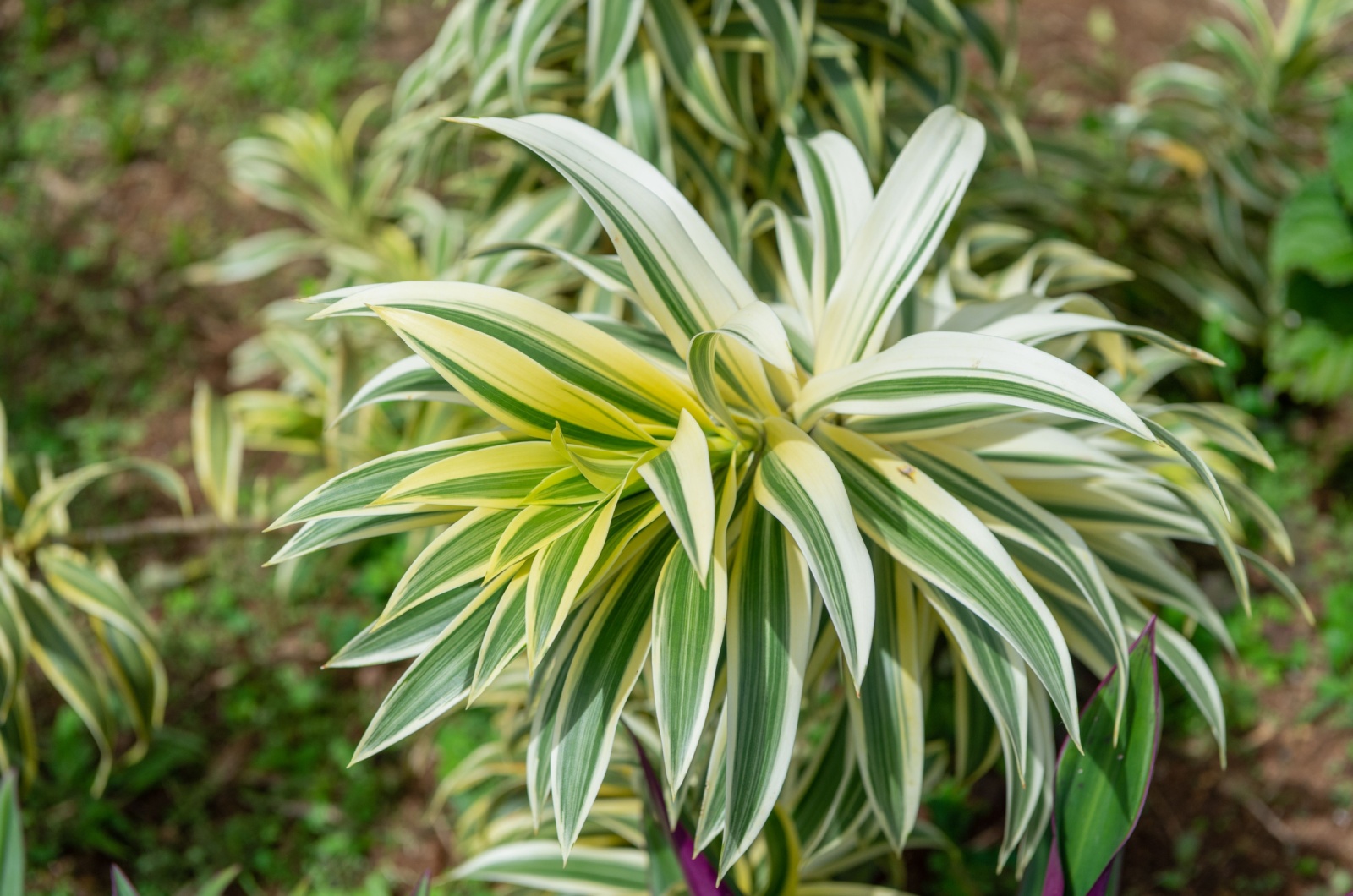 Dracaena