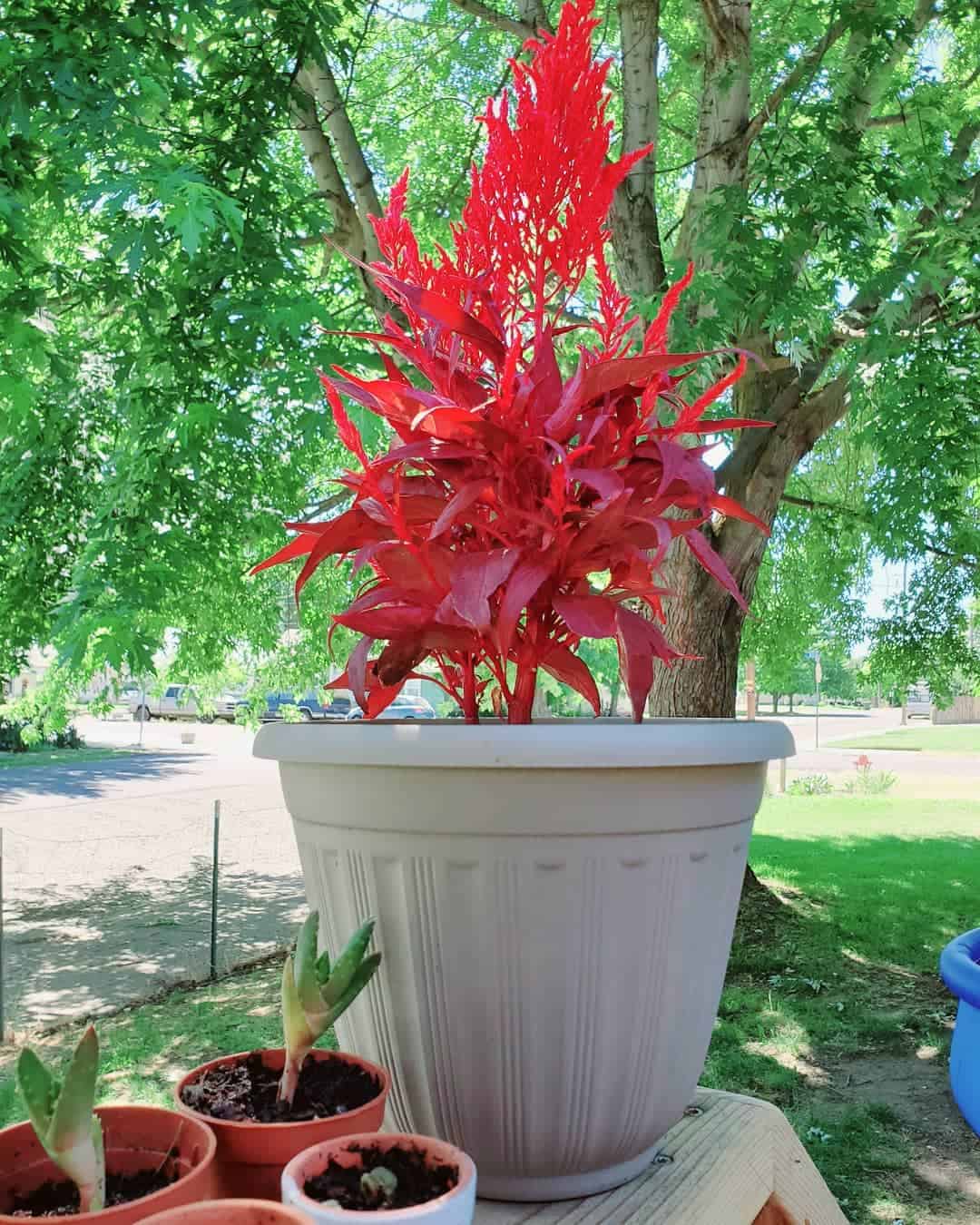 Dragon Breath Plant in a gray pot on the table