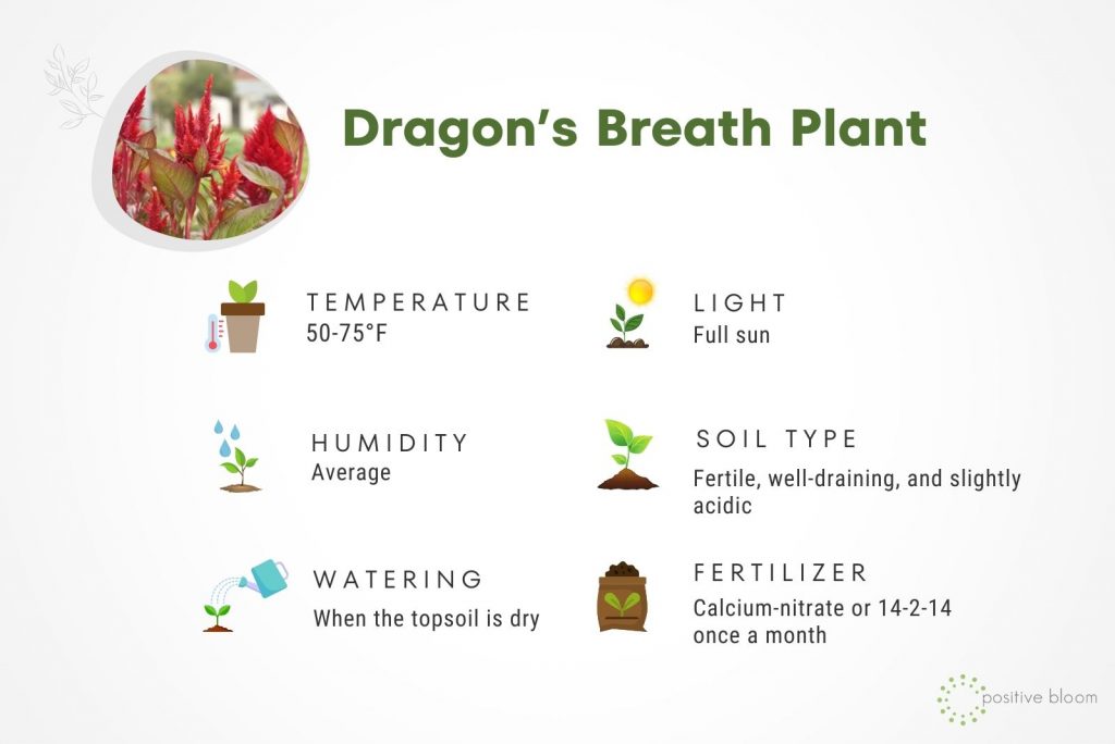 Dragon’s Breath Plant Care + How To Solve Its Common Issues