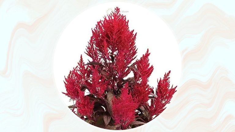 Dragon’s Breath Plant