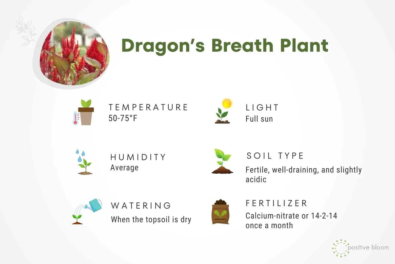 Dragon’s Breath Plant