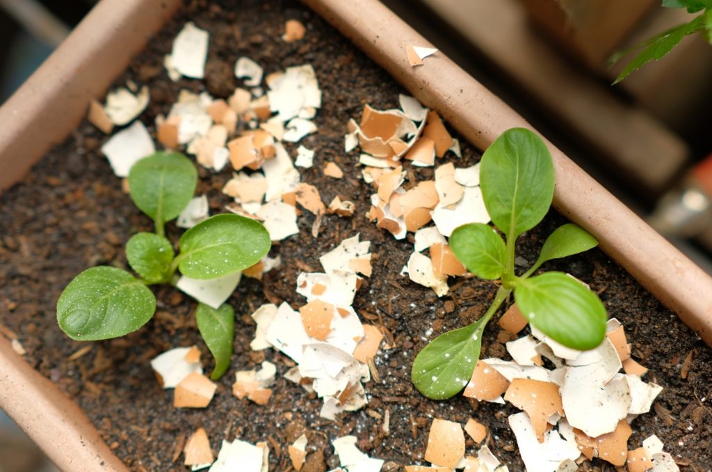 Eggshells in pot