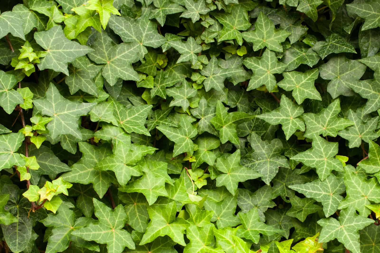 English Ivy 'Hedera Helix' is a clinging evergreen vine plant.