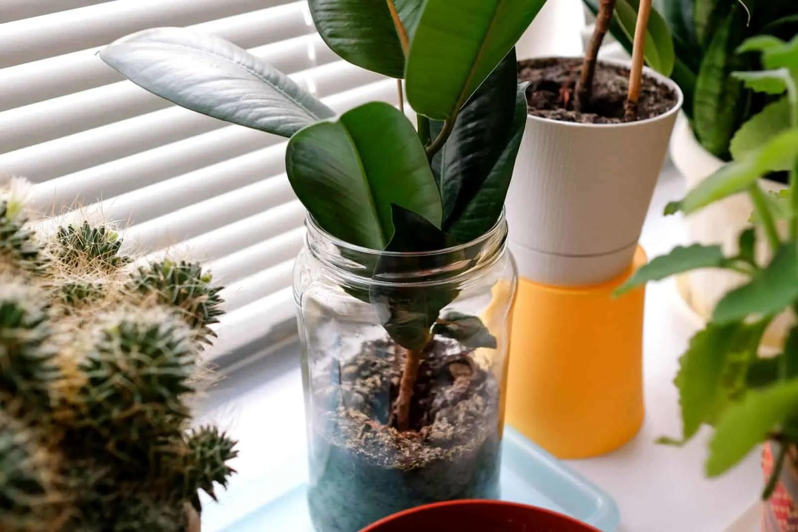 Ficus in a glass jar on the windowsill.