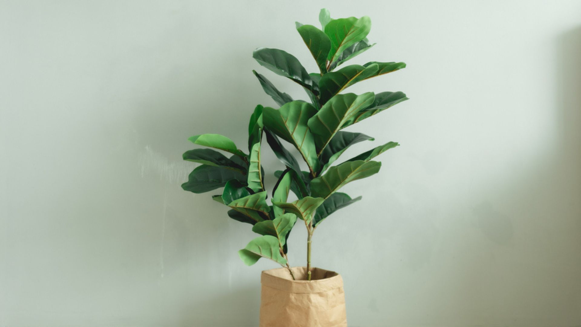 8 Reasons The Fiddle Leaf Fig Is The Ultimate Indoor Plant