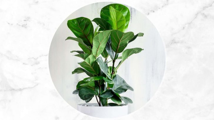 Fiddle Leaf Fig Benefits: Why You Should Grow This Amazing Plant