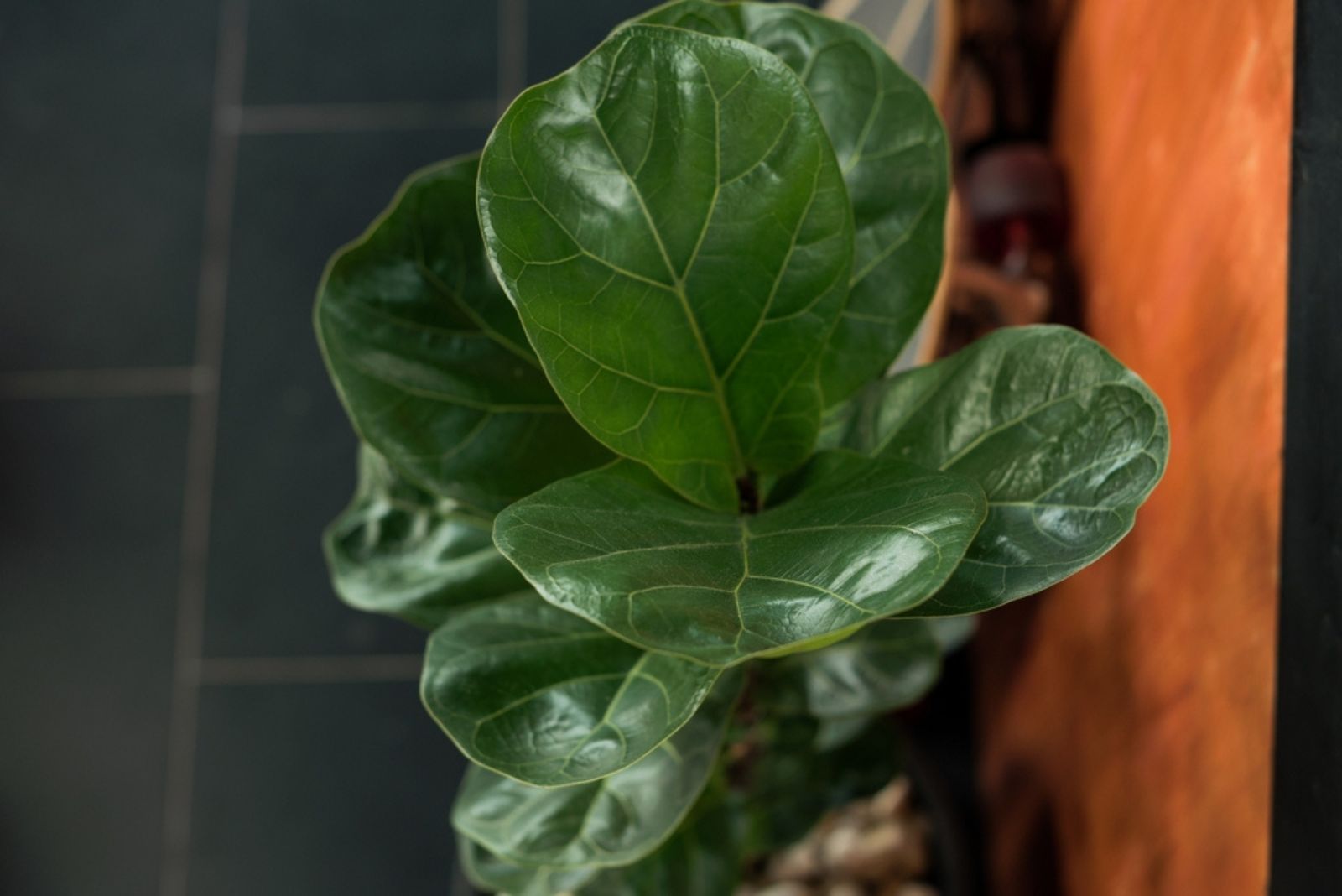 Fiddle leaf leaves