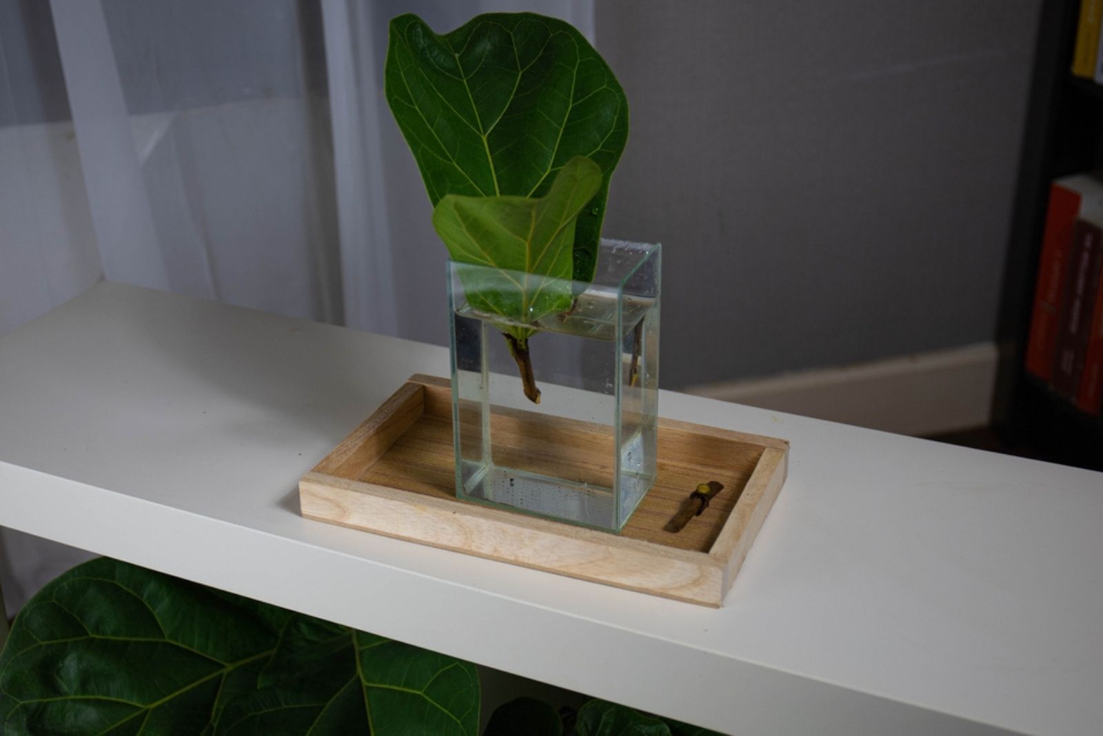 Fiddle leaf propagating in water