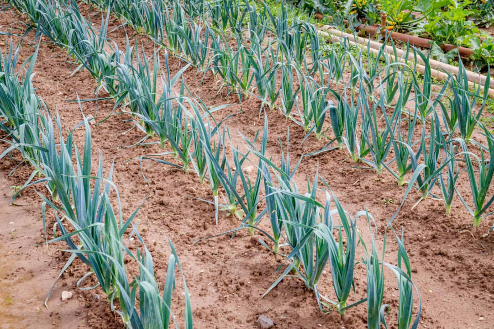 Green garlic plants row growing on field