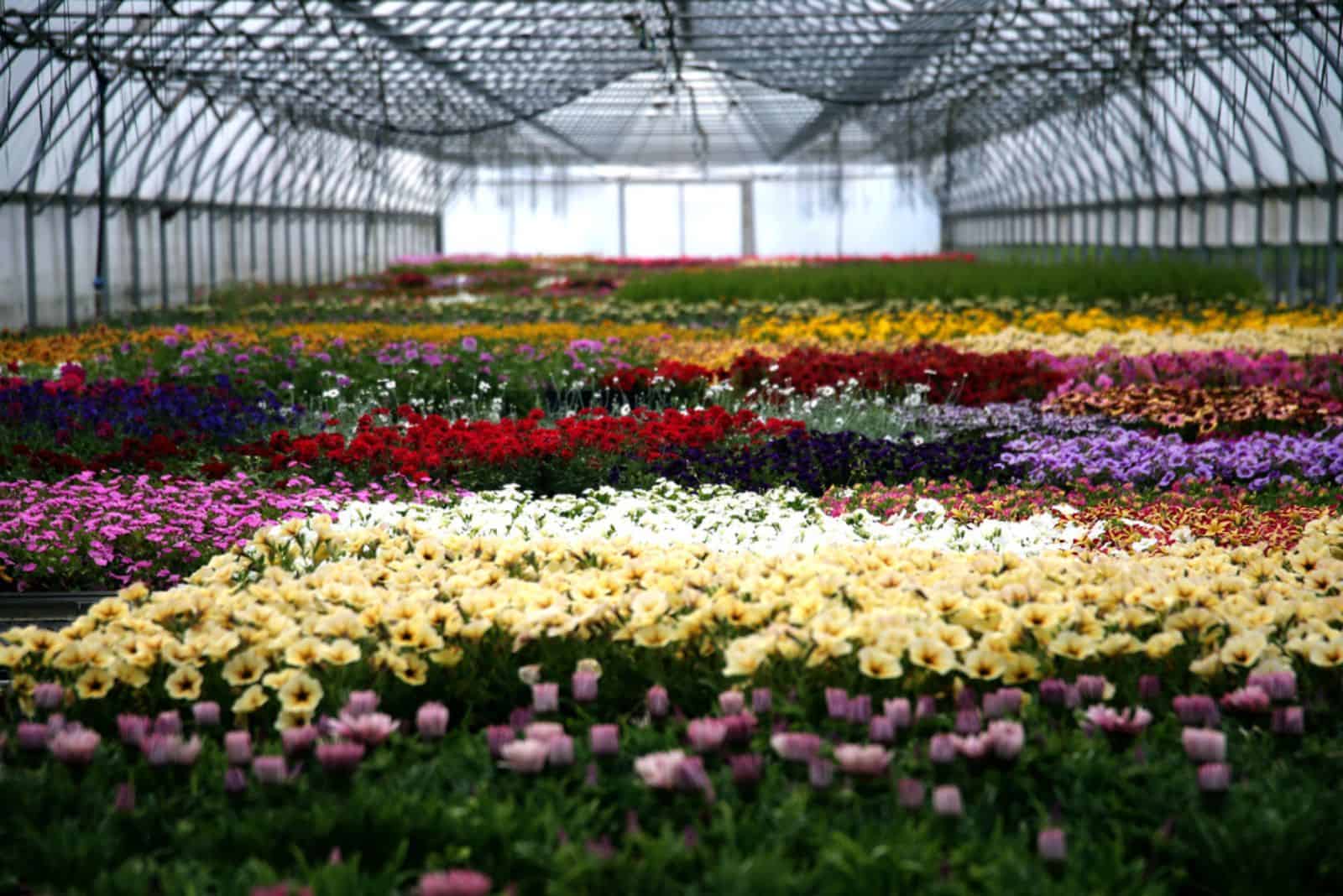 Greenhouse interior for growing garden flowers