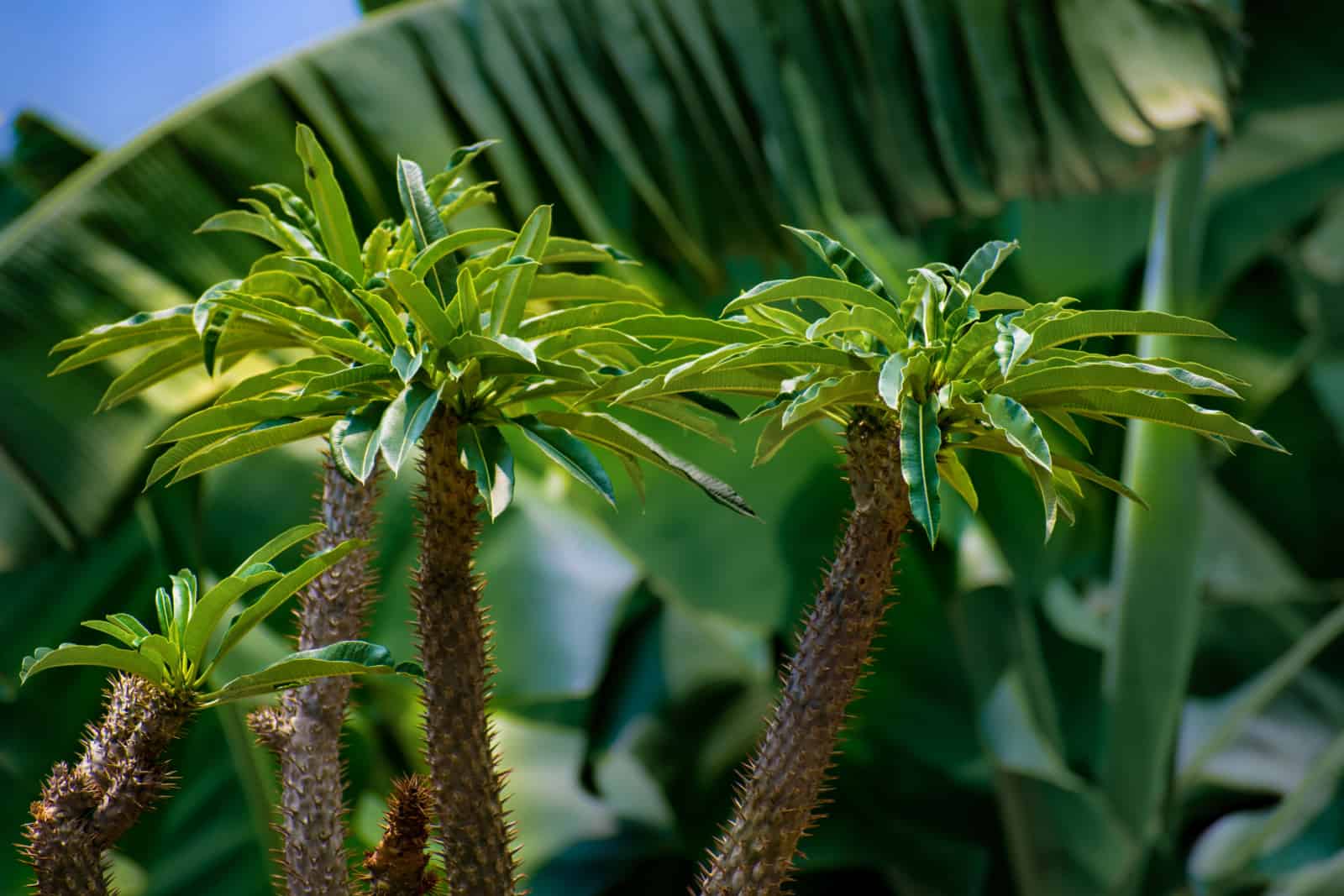 Group of Pachypodium lamerei, madagascar palm