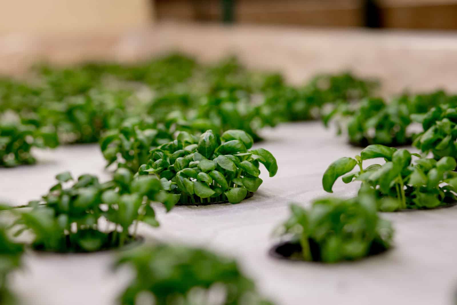 Growing basill and herbs in hydroponic system