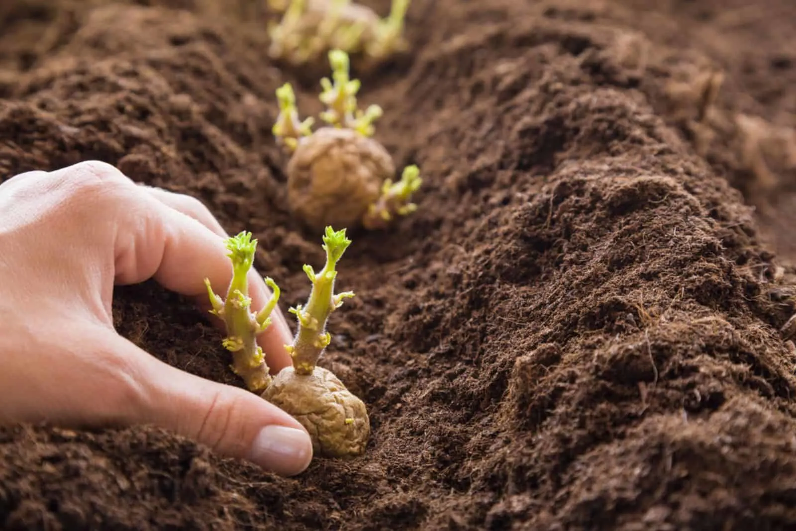 21+ Planting Potatoes In Ohio