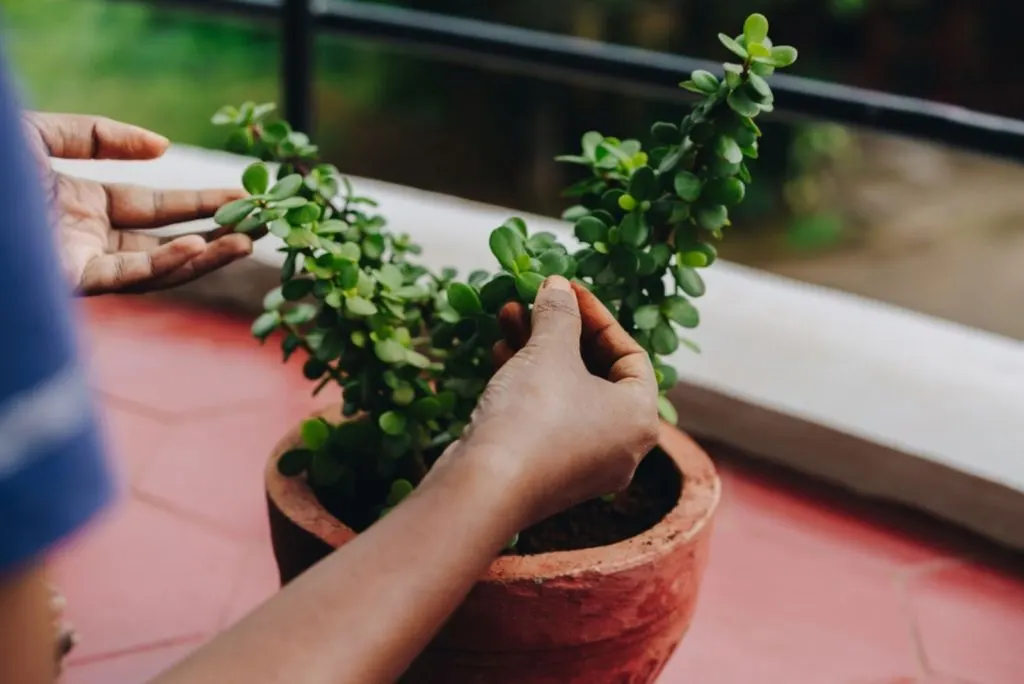 Hands holding a jade plant in a pot on a balcony