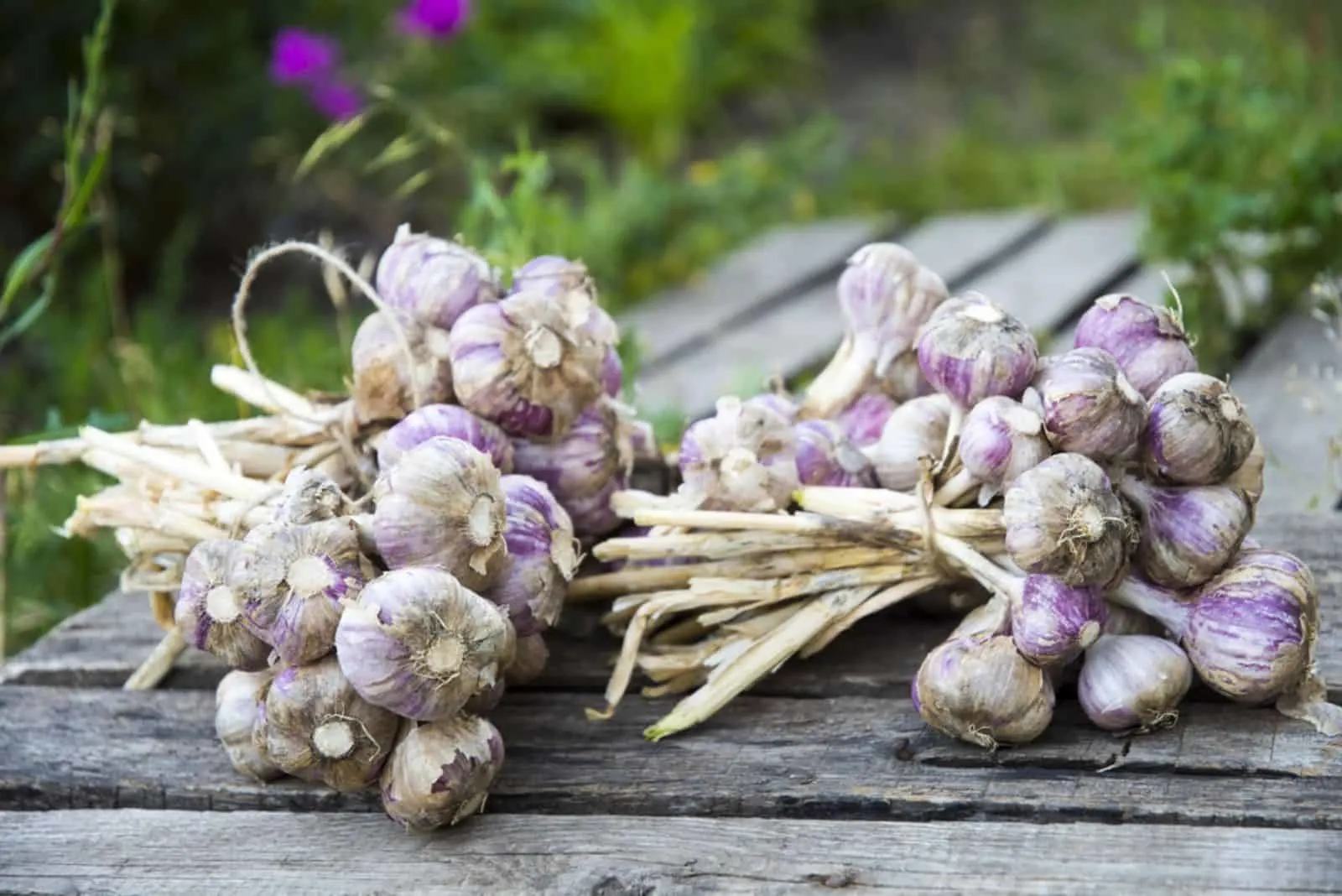 Harvest of garlic in the bundle.