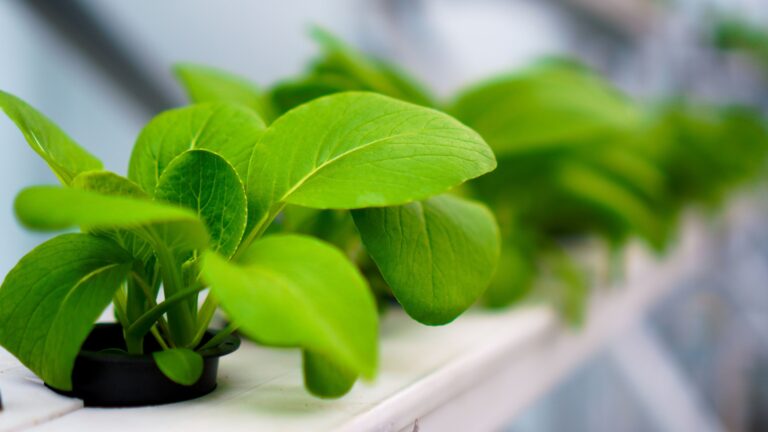 Hydroponic Herbs