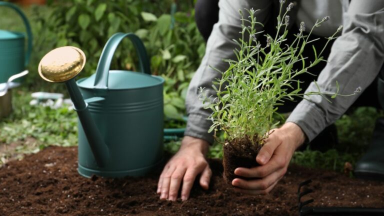 man transplanting lavender